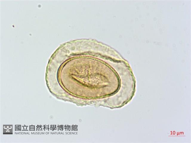 蓬萊蹄蓋蕨藏品圖，第2張