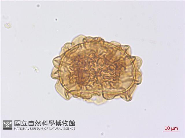 玉山擬鱗毛蕨藏品圖，第1張