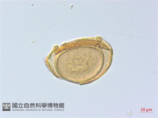 麥稈蹄蓋蕨藏品圖，第2張