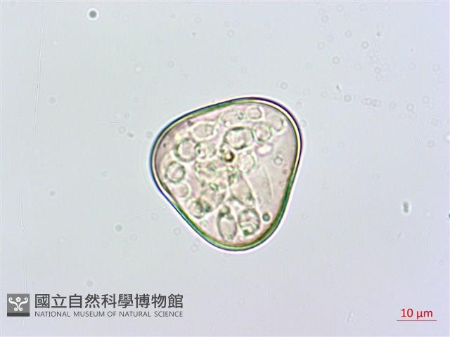 熱帶鱗蓋蕨藏品圖，第1張