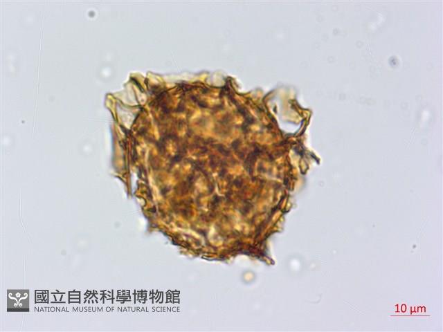 紫柄三叉蕨藏品圖，第2張