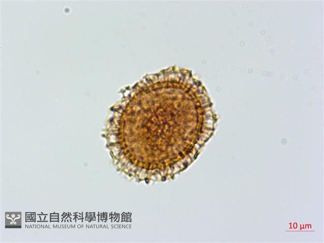 小葉鐵角蕨藏品圖，第1張