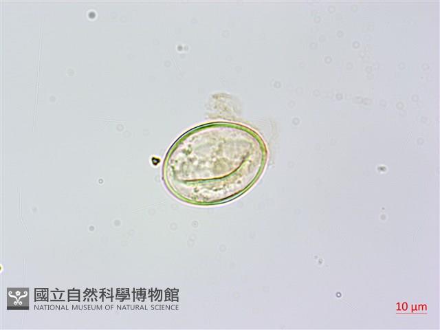 烏毛蕨藏品圖，第1張