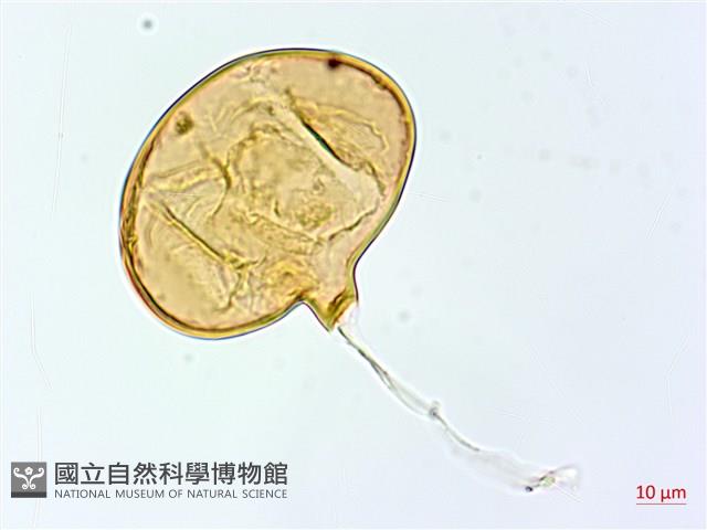 雙扇蕨藏品圖，第1張