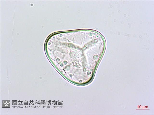 粗毛鱗蓋蕨藏品圖，第1張
