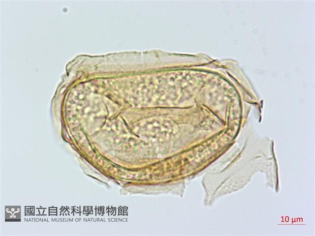 大葉雙蓋蕨、大羽雙蓋蕨藏品圖，第1張
