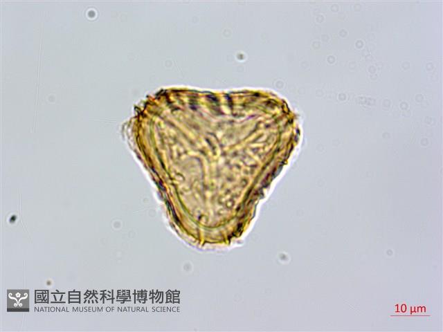 登錄號:P010023藏品圖，第2張