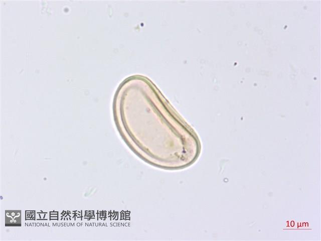 膜邊軸鱗蕨藏品圖，第1張
