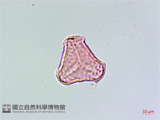 反捲葉石杉藏品圖，第1張