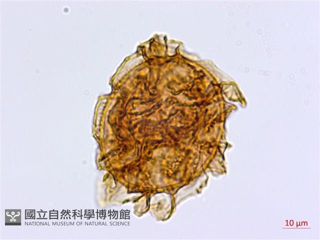 大蓬萊鐵角蕨藏品圖，第1張