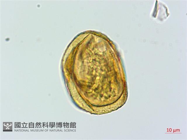 微彎假複葉耳蕨藏品圖，第1張