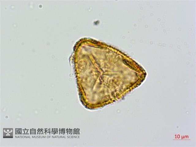 大桫欏藏品圖，第2張