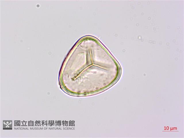 韓氏桫欏藏品圖，第2張