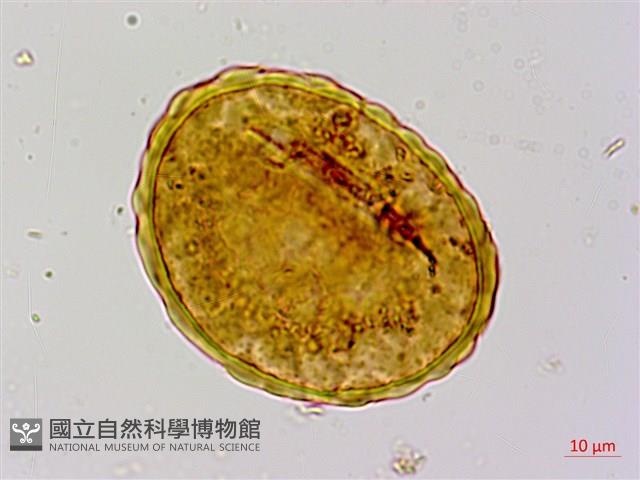 細裂小膜蓋蕨藏品圖，第1張