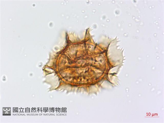 綠柄剪葉鐵角蕨藏品圖，第2張