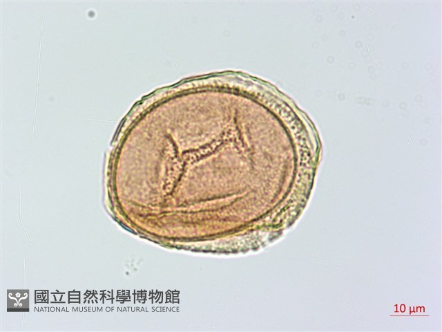 蘭嶼鐵角蕨藏品圖，第2張