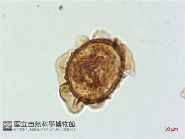 假腸蕨藏品圖，第1張