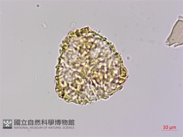 稀子蕨藏品圖，第2張