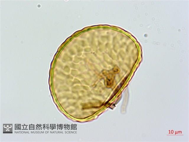 海州骨碎補藏品圖，第2張