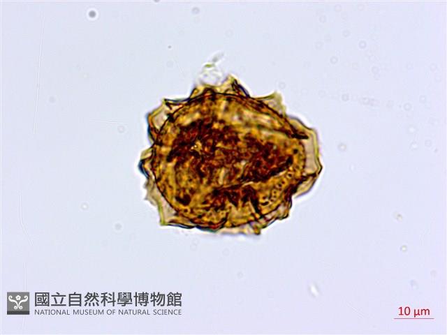 深山鐵角蕨藏品圖，第2張