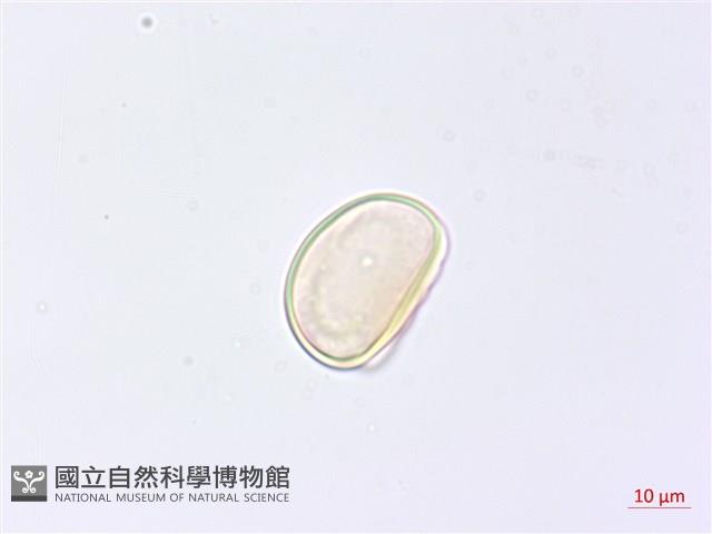 巢形軸鱗蕨藏品圖，第1張