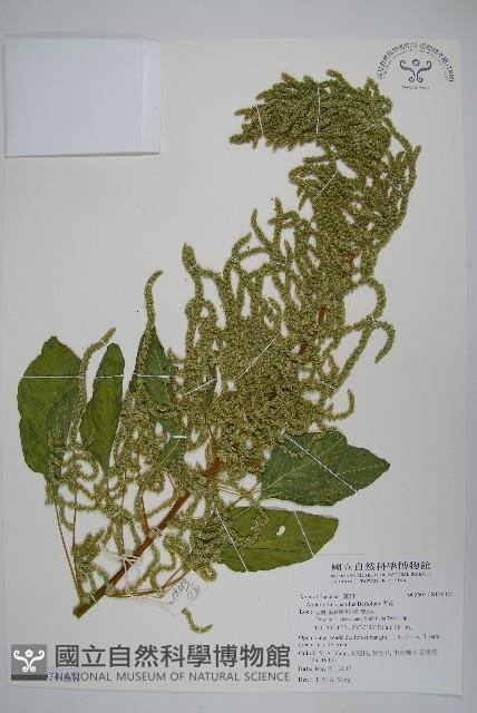 青莧藏品圖，第15張