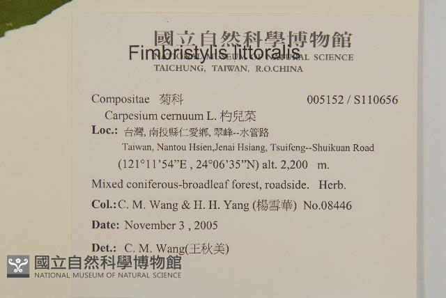 杓兒菜藏品圖，第5張