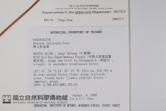 裂葉秋海棠藏品圖，第4張