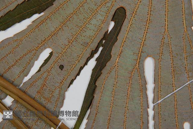 雙扇蕨藏品圖，第5張