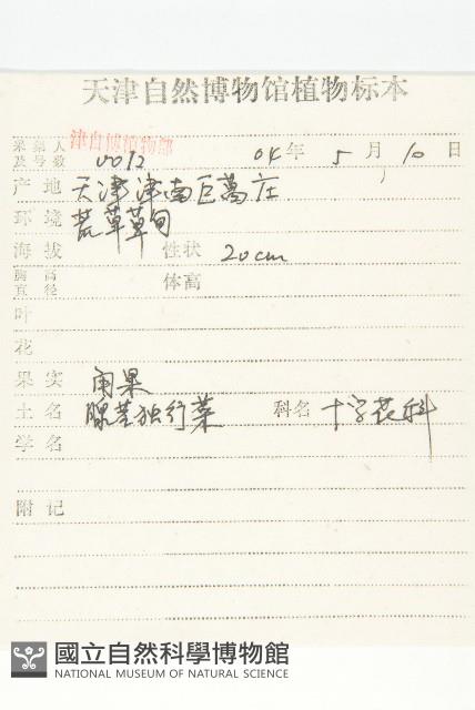 翠菊藏品圖，第5張