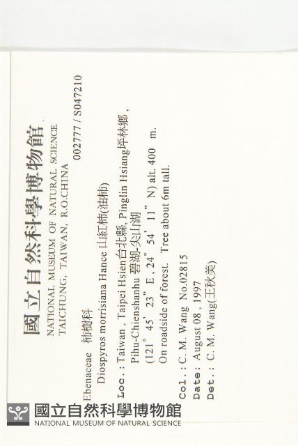 山紅柿藏品圖，第4張