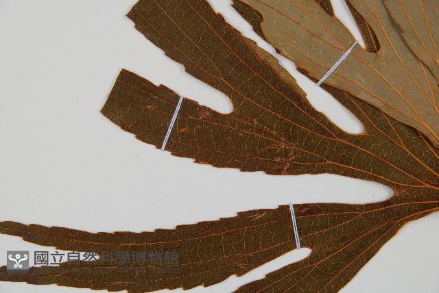 雙扇蕨藏品圖，第5張