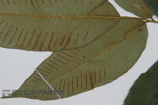 細柄雙蓋蕨藏品圖，第5張