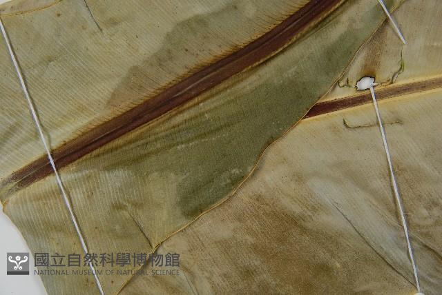 南洋山蘇花藏品圖，第4張