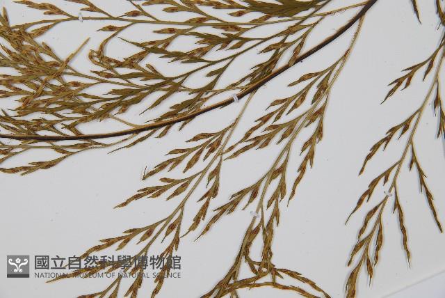 威氏鐵角蕨藏品圖，第5張