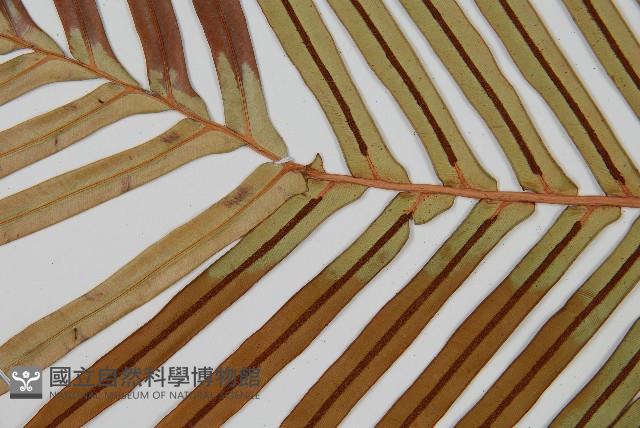 烏毛蕨藏品圖，第4張