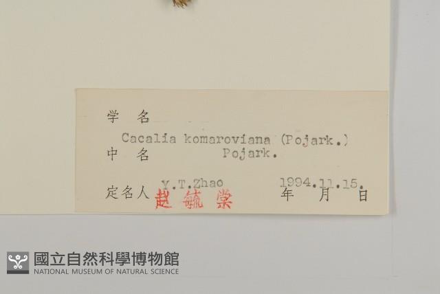 星葉兔兒傘藏品圖，第5張