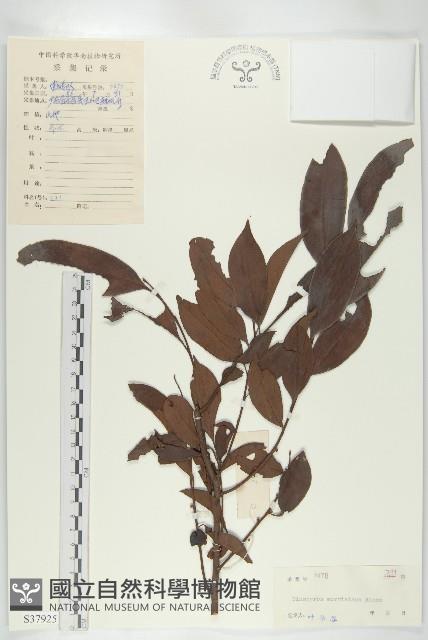 山紅柿藏品圖，第4張