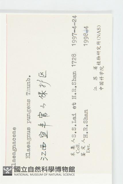 牯嶺鳳仙花藏品圖，第5張