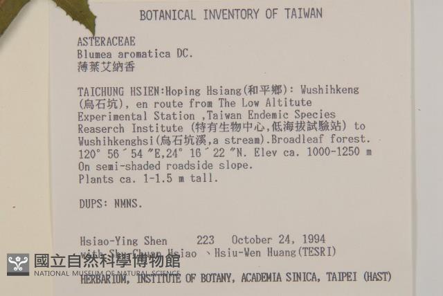 薄葉艾納香藏品圖，第5張