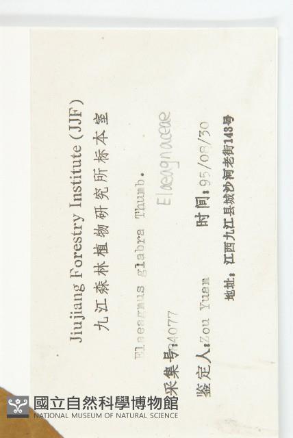 藤胡頹子藏品圖，第5張