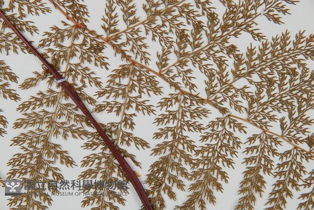 台灣小膜蓋蕨藏品圖，第2張