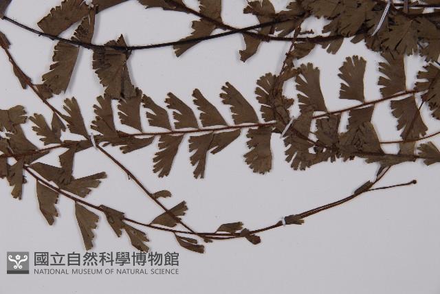 馬來鐵線蕨藏品圖，第5張