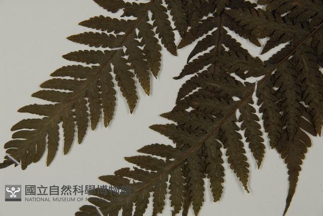 薄葉擬肋毛蕨藏品圖，第5張