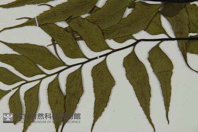 革葉鐵角蕨藏品圖，第5張