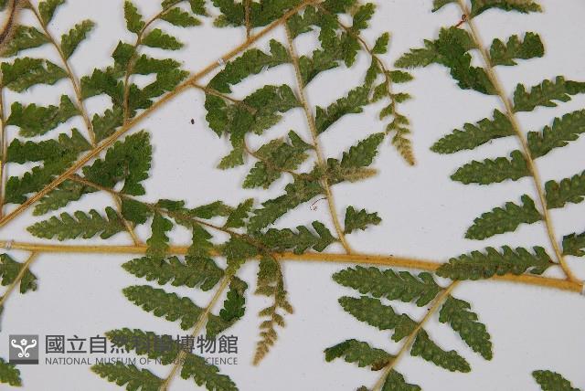 姬蕨藏品圖，第5張