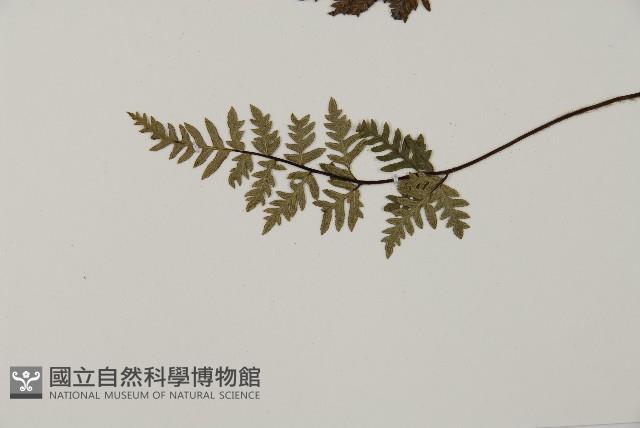 亨氏擬旱蕨藏品圖，第5張