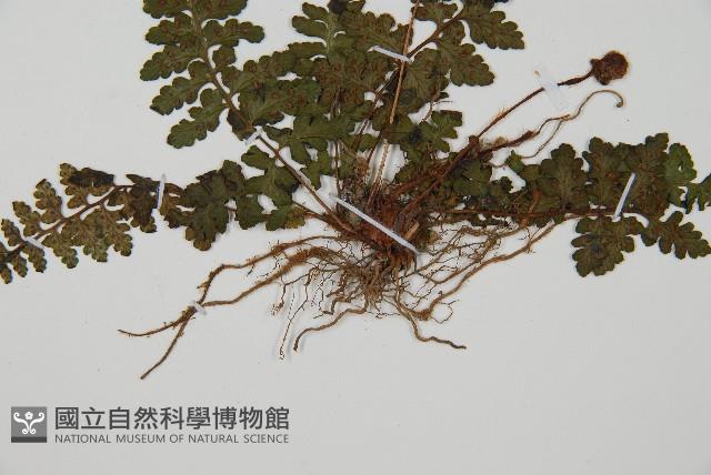 宿蹄蓋蕨藏品圖，第5張