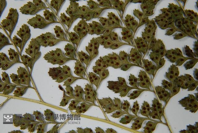 臺灣兩面複葉耳蕨藏品圖，第5張