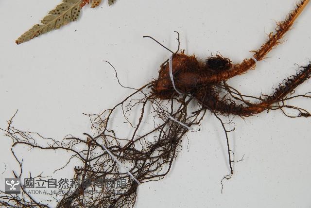 小葉複葉耳蕨藏品圖，第5張